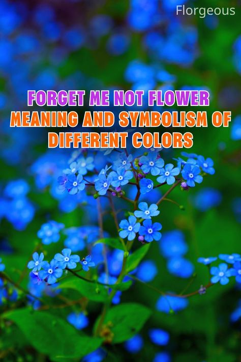 Forget Me Not Flower Meaning Plant Meanings, Hope Meaning, Forget Me Not Tattoo, Forget Me Nots Flowers, Flower Tattoo Meanings, Pink Tattoo, Forget Me Not Flowers, Forget Me Not Flower, Grassy Field