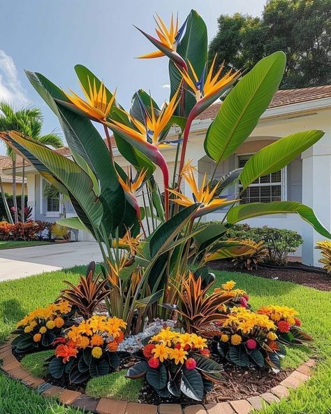 Simple Flower Bed Ideas, Strelitzia Reginae, Florida Landscaping, Front Garden Landscape, Small Front Yard Landscaping, Tropical Backyard, Flower Bed Ideas, Front Yard Garden Design, Garden Decor Projects