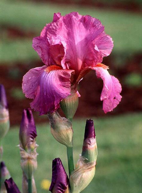 iris | Beechwood Landscape Architecture and Construction: Windsor Rose ... Iris Flowers Garden, Growing Tulips, Iris Painting, Iris Garden, Bearded Iris, Charming Garden, Iris Flowers, Pretty Plants, Colorful Garden