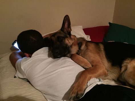 German Shepherd. Protecting my oldest "baby". Protective German Shepherd, German Shepherd Cuddles, German Shepherd Protection, Working Dog Breeds, Baby German Shepherds, German Sheperd Dogs, Working Dog, Therapy Animals, Silly Dogs