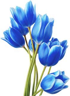 Tulip Flower Drawing, Tulip Drawing, Blue Flower Art, Tulip Colors, Blue Things, Blue Flower Painting, Tulip Painting, Tulips Art, Blue Tulips