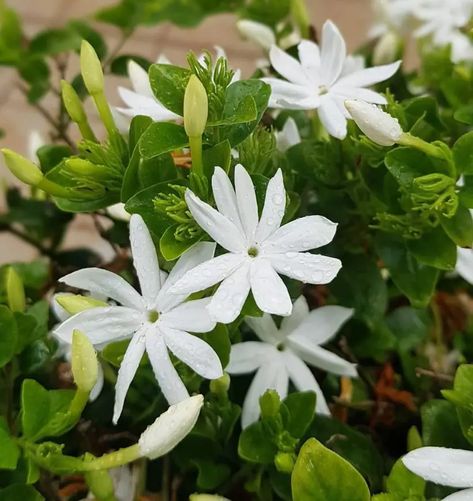 Jasmine Plant Care Tips and Growing Guide Jasmine Plant Care, Carolina Jasmine, Plant Care Tips, Jasmine Plant, Care Tips, Plant Care, House Plants, Flower Garden, Plants