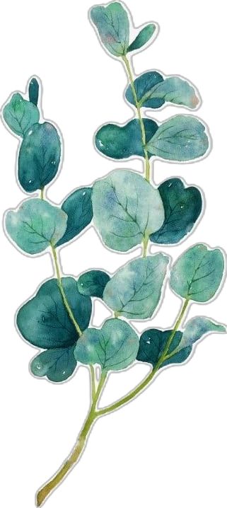 planta ornamental,planta de ilustración,planta verde,ilustración de eucalipto,planta,plantas dibujadas,ilustración,eucalipto verde,clipart,clipart de plantas,dibujado clipart,planta clipart Drawn Plants, Eucalyptus Clipart, Plants Illustration, Green Eucalyptus, Business Banner, Graphic Design Background Templates, Watercolor Sunflower, Ornamental Plants, Christmas Tree With Gifts