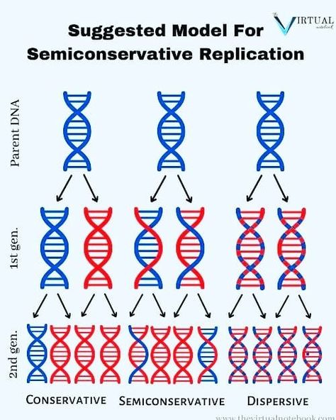 DNA replication Nitrogenous Base, Dna Polymerase, Dna Replication, Dna Molecule, Dna Sequence, Cell Division, Student Guide, Science Biology, In Nature