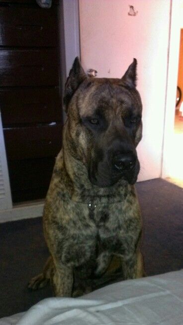 Presa Canario Press Canario, Black Presa Canario, Presa Canario Mastiff, Pressa Canario Dog, Huge Cane Corso, Loyal Dog Breeds, Mastiff Dog Breeds, Cute Animal Tattoos, Presa Canario