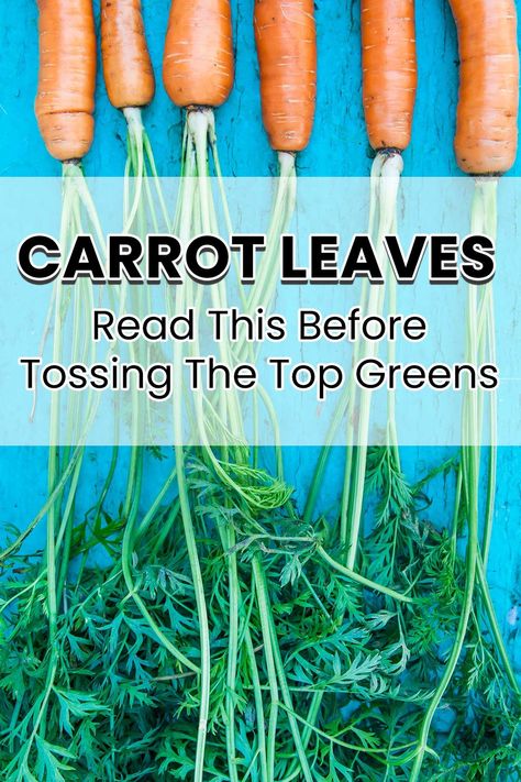 Carrot leaves have loads of health benefits. Learn all about it as well as many different ways to use them. Carrot Leaves, How To Store Carrots, Health Benefits Of Carrots, Canned Carrots, Regrow Vegetables, Carrot Benefits, Carrot Greens, Carrots Oil, Carrot Top