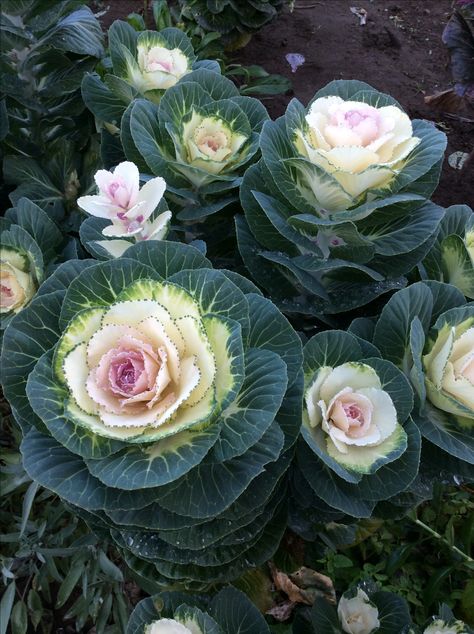 Flowering Kale   (White Crane) Seeds bought from William Dam Seeds, Ont. Canada Kale Flowers, Winter Porch Pots, Cabbage And Kale, Fall Flower Pots, Flowering Kale, Fall Displays, Shrubs For Landscaping, Porch Pots, Cabbage Flowers