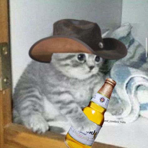 Cat With Knives Around It, Cowboy Pfp Icon, Mexican Cat Pfp, Cats In Cowboy Hats, Cowboy Reaction Pic, Animal With Cowboy Hat, Animals In Cowboy Hats, Spotify Icons Playlist, Cat Wearing Cowboy Hat