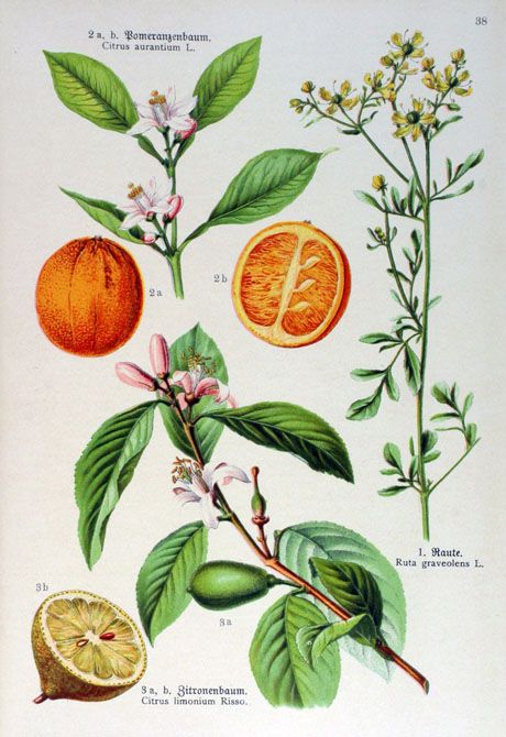 citrus Ruta Graveolens, Illustration Botanique Vintage, Illustration Botanique, Botanical Illustration Vintage, Vintage Botanical Prints, Images Vintage, Scientific Illustration, Illustration Vintage, Plant Illustration