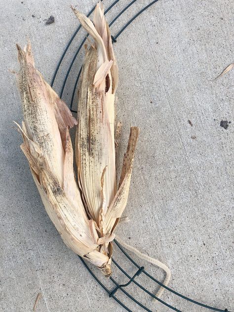 How to Make a Cornhusk Wreath Cornhusk Wreath, Bleach Pinecones, Corn Husk Wreath, Things In Nature, Diy Wreath Bow, Crochet Curtain Pattern, Corn Husks, Thistlewood Farms, Wire Wreath Forms