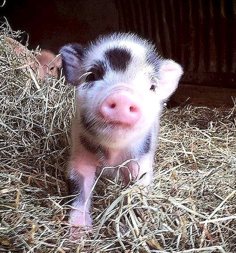 Cute miniature pig #baby #animals #pets Miniature Farm Animals, Miniature Pigs Full Grown, Miniature Farm, Miniature Pigs, Pet Pig, Teacup Pigs, Pig Pictures, Mini Animals