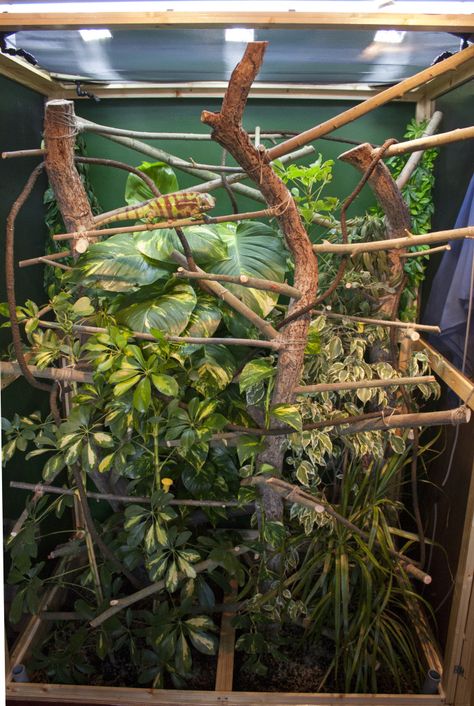 Make a "tree" by attaching vines and "branches" to the "trunk". Also, you can attach ropes, potted plants, and more for your chameleon to climb on. Chameleon Enclosure Ideas Diy, Chameleon Vivarium, Pet Chameleon Cage, Veiled Chameleon Enclosure Ideas, Diy Chameleon Enclosure Decor, Chameleon Habitat, Veiled Chameleon Enclosure, Vines And Branches, Chameleon Terrarium