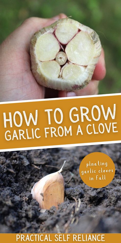 Plant Garlic In Fall, Can You Plant Garlic In A Pot, Plant Garlic From Clove, How To Plant Garlic From Cloves, What To Grow In The Fall, How To Plant Garlic In The Fall, Planting Garlic From Cloves, How To Grow Garlic From A Clove, Grow Garlic From Clove