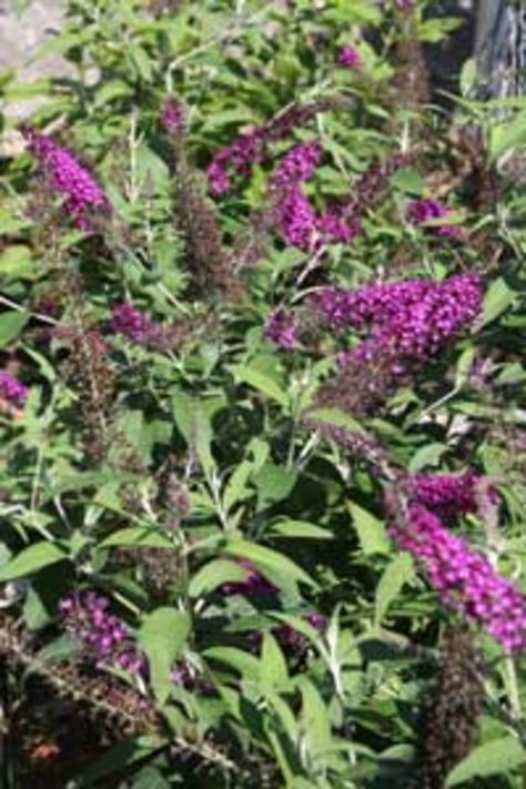 Butterfly Bush Pruning Schedule Pruning Butterfly Bush, Butterfly Bush Care, Butterfly Bushes, Butterfly Garden Plants, Bush Garden, Butterfly Plants, Backyard Flowers, Butterfly Bush, Garden Help