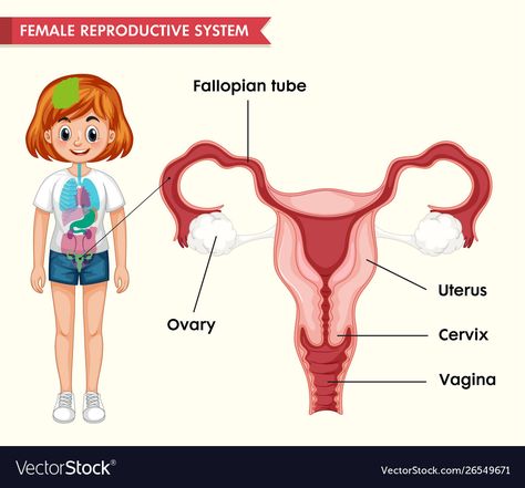 Human Body Name, Reproductive System Project, Ovarian Cycle, Female Reproductive System Anatomy, Female Reproductive Anatomy, The Female Reproductive System, Human Body Structure, Anatomy Images, Anatomy Medical