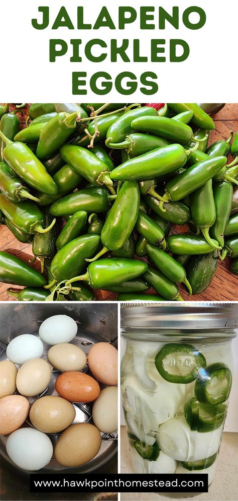 This jalapeno pickled egg recipe is so easy to make and results in a tasty, healthy protein-packed snack. It is also great because pickled eggs can be made plain or with different flavors. This jalapeno pickled egg recipe results in a spicy and tangy delicious treat! And the great think is that you can make it spicy as you want. You can also use a variety of whatever hot peppers that you want! Jalapeno Pickled Eggs Recipes, Blueberry Jalapeno Jelly Recipe, Jalapeno Pickled, Spicy Pickled Eggs, Jalapeno Jelly Recipes, Pickled Egg, Pickled Hot Peppers, Pickled Eggs Recipe, Canned Jalapenos