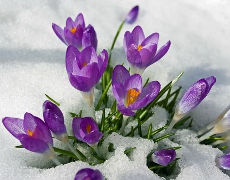 ruby crocus in the snow Snow Flower, Crocus Flower, Macro Flower, Spring Equinox, Spring Mood, Flower Names, Spring Beauty, Romantic Flowers, Winter Flowers