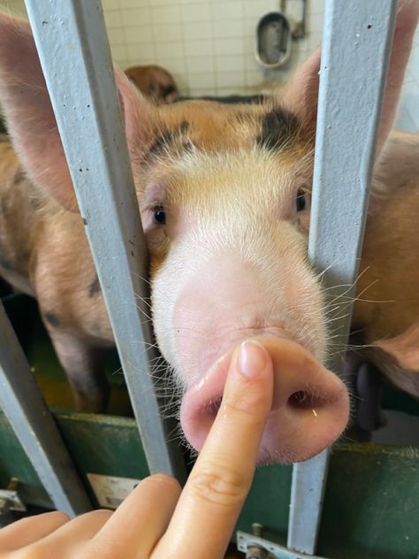 Pig. Aesthetic. Animal. Farm. Vet. Veterinarian. Study. University. Ig story. Instagram. Picture inspi. Wildlife Vet Aesthetic, Vet Life Aesthetic, Farm Vet Aesthetic, Exotic Veterinarian Aesthetic, Livestock Veterinarian Aesthetic, Farm Veterinarian, Academic Moodboard, Livestock Vet, Vet Inspiration