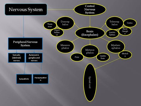 Concept Map (Nervous System) Nervous System Flow Chart, Nervous System Concept Map, The Nervous System Diagram, Biology Notes Aesthetic Nervous System, Peripheral Nervous System Notes, Concept Maps, Instagram Photo Frame, Concept Map, Kakashi Sensei