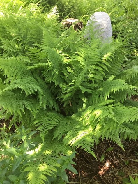 Lady Fern, Fern, Herbs, Plants