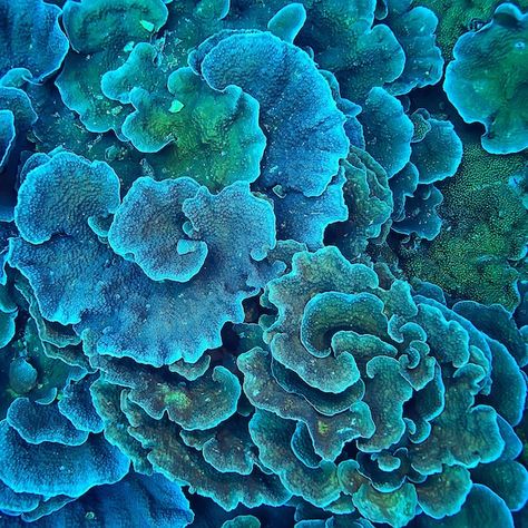 Coral Reef Texture, Coral Reef Photography Landscape, Ceramic Coral Reefs, Coral Reef Drawing, Coral Reef Photography, Macro Texture, Coral Reef Pattern, Reef Pattern, Intro To Art