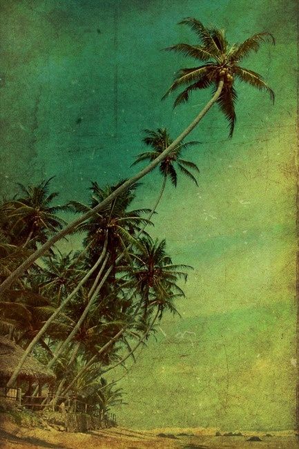 / Palm Tree Quotes, Beach Posters, Vintage Hawaii, Tropical Art, Land Art, Pics Art, Tropical Paradise, The Ocean, Palm Trees