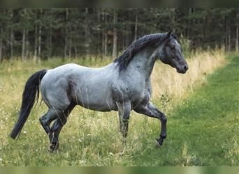 Roan Quarter Horse, Blue Roan Quarter Horse, Blue Roan Horse, Quarter Horses For Sale, Quarter Horse Stallion, Horse For Sale, Winged Horse, Quarter Horses, Blue Roan