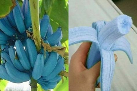 Blue Java Banana, Ice Cream Banana, How To Grow Bananas, Unique Fruit, 밈 유머, Blue Banana, Green Banana, Banana Ice Cream, Banana Tree