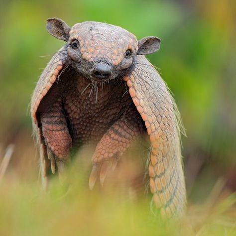 How much do you really know about armadillos, beyond their leathery carapaces? Armadillo Animal, Armadillo Art, Interesting Animals, Unusual Animals, Rare Animals, Silly Animals, Weird Animals, Primates, Animal Wallpaper