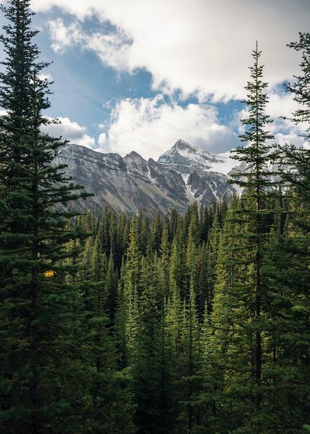 Green pine forest with rockies mountain ... | Premium Photo #Freepik #photo #pine-forest #forest-mountains #tree-landscape #valley Pine Trees And Mountains, Pine Forest Mountain, Fantasy Pine Forest, Pine Forest Landscape, Pine Tree Photography, Pine Tree Landscape, Forest Landscape Photography, Mountain And Forest, Mountain Trees