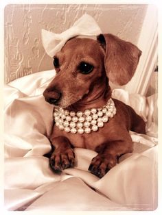 Bows and Pearls...Classy Dachshund! | Dachshund | Pinterest ... Weenie Dogs, Mini Dachshund, Dachshund Lovers, Dachshund Puppies, Dachshund Love, Weiner Dog, Wiener Dog, Dachshund Dog, I Love Dogs