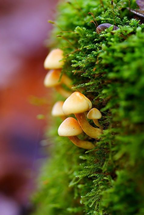 Fungi Photography, Woodland Photography, Macro Photography Insects, Macro Photography Tips, Foto Macro, Macro Photography Nature, Micro Photography, Texture Photography, Plant Photography