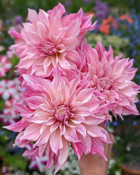 Daliah Flower, Delilah Flower, Dahlia Flower Garden, Growing Dahlias, Dahlia Flowers, Nothing But Flowers, Flower Therapy, Dahlia Flower, Daylilies