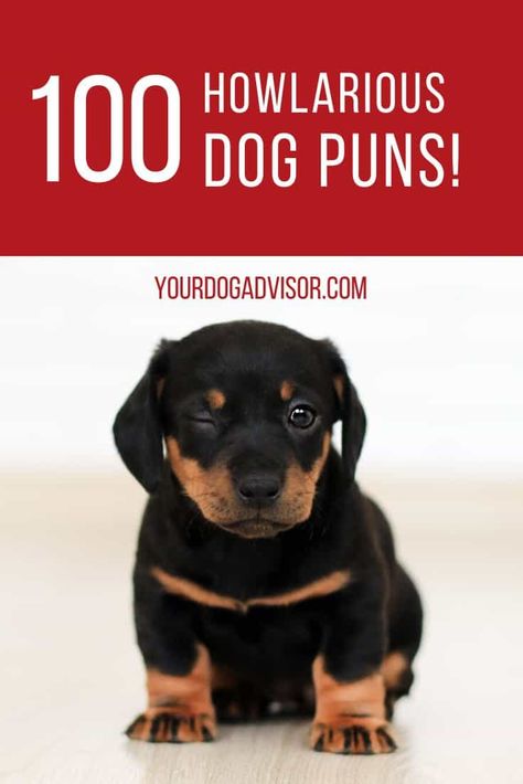 Funny Dog Treat Sayings, Funny Dog Puns, Dog Puns Captions, Christmas Dog Quotes, Bad Pun Dog, Pet Puns, Dog Puns, Dog Words, Dog Jokes