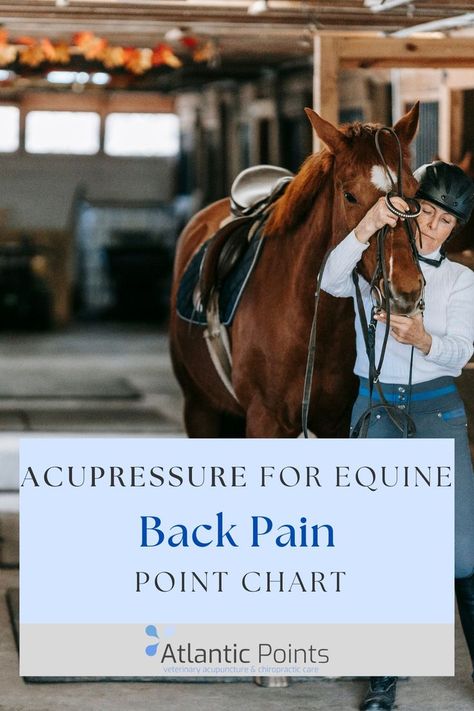 Acupuncture points for back pain in horses - Explore how to treat equine back pain with acupressure. #equine #horse #veterinary #acupressure #acupuncture Acupressure Chart, Equine Massage Therapy, Acupuncture Charts, Equine Acupressure, Equine Massage, Horse Anatomy, Acupuncture Points, Acupressure Points, Horse Health