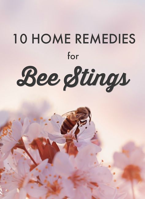 Ten of the most effective home remedies to keep in your natural first aid kit just in case you have a run in with one of our winged friends this summer. #beestingremedy #homeremedies Wasp Sting Remedy, Natural First Aid Kit, Remedies For Bee Stings, Flea Remedies, Wasp Stings, Survival Skills Life Hacks, Homemade Cosmetics, Green Tips, Bee Sting