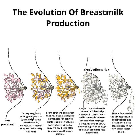 Midwife | Pregnancy & Birth on Instagram: “I did a breastfeeding Q & A in my stories yesterday and received over 500 questions. I answered as many as time would permit throughout the…” Midwife Questions, Birth Facts, Breastfeeding Week, Doula Care, World Breastfeeding Week, Birth Education, Student Midwife, Baby Feeding Schedule, Newborn Feeding