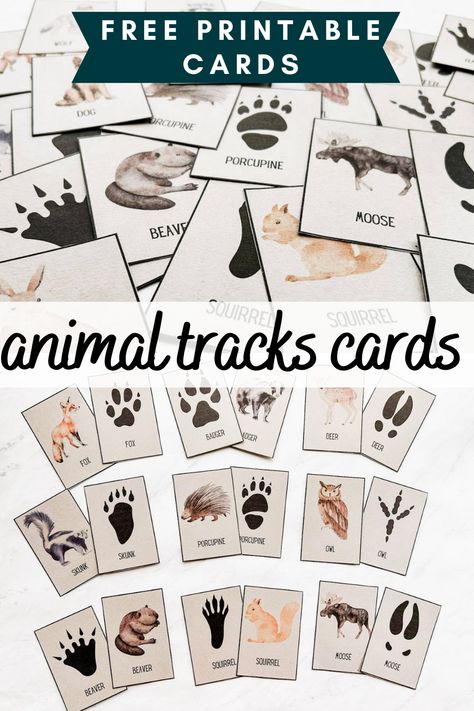 You can also play some really fun games with these cards which I have listed in this post. These animal tracks printable cards are such a great way to get your kids outside and enjoying the great outdoors. There are so many fun ways to use these free printable cards, they are perfect for the little explorer in your life! Forest School Animal Activities, Nature Numbers Printable, Forest Animal Tracks Printable Free, Zoo Activities For Middle School, National Park Preschool Activities, Nature Detectives Activities, Nature Camp Activities For Kids, Nature Learning Activities, Animal Tracks Printable Free