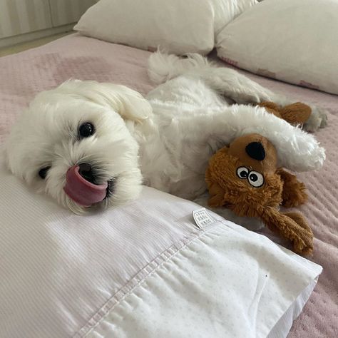 Maltese Aesthetic, Cute White Dogs, Toy Boy, Kitty Items, Boy Toy, Maltese Dog, Maltese Puppy, Maltese Dogs, Aesthetic Boy