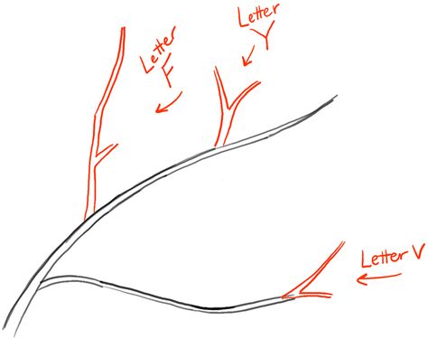 Trees Drawing Tutorial, Branch Drawing, How To Draw Steps, Tree Sketches, Leaf Drawing, Nature Drawing, Tree Drawing, Realistic Drawings, Tree Branch