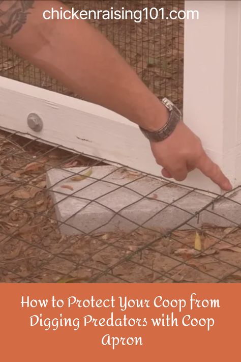 The safety and security of your chickens are paramount for any poultry enthusiast. Predatory animals can pose a significant threat, and some of them are expert diggers, making it essential to fortify your coop against these ground-based intruders. One effective and practical solution to safeguard your feathered friends is using coop aprons.

In this article, we’ll explore the importance of coop aprons and guide you through installing them to ensure your chicken coop remains a haven. Securing Chicken Coop, Safest Chicken Coop, Secure Chicken Coop, Hardware Cloth Chicken Coop, Chicken Coop Safety, Chicken Coop Protection, Predatory Animals, Chicken Coop Designs Diy, Chicken Coups