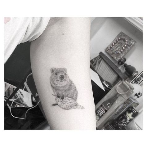 Never even heard bout the young Quokka creature before this tattoo, he's neat #halfneedle Quokka Tattoo, Oz Tattoo, Dr Woo, Botanical Tattoo, Animal Icon, Sleeves Ideas, Nature Tattoos, Skin Art, Piercing Tattoo