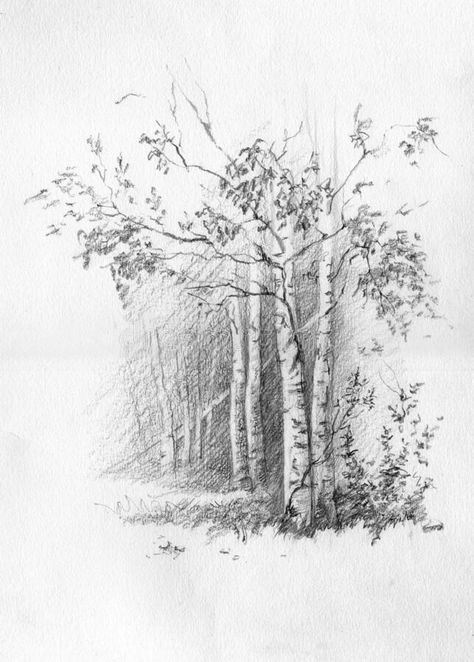 Drawings Pencil Sketch, Tree Pencil Sketch, Grass Material, Forest Sketch, Landscape Pencil Drawings, Forest Drawing, Tree Drawings Pencil, Pencil Trees, Pencil Sketch Drawing