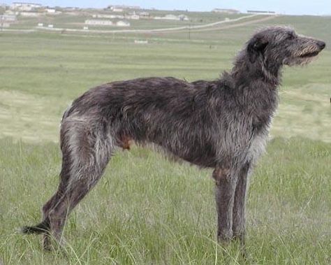 British Dog Breeds, Worlds Biggest Dog, Wolfhound Puppies, Irish Wolfhound Puppies, Scottish Animals, British Dog, Hounds Of Love, Scottish Deerhound, Akc Breeds