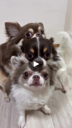 Chihuahua Facts, Shih Tzu Breeders, Imperial Shih Tzu, Teacup Chihuahua Puppies, Chihuahua Funny, Teacup Chihuahua, Tiny Puppies, Shih Tzu Puppy, Shih Tzu Dog