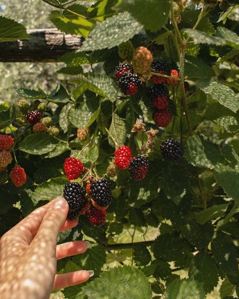 Berry Bush Aesthetic, Summer Berries Aesthetic, Blackberry Bush Aesthetic, Raspberry Bush Aesthetic, Blackberry Picking Aesthetic, Picking Berries Aesthetic, Blackberries Aesthetic, Berry Picking Aesthetic, Blackberry Aesthetic