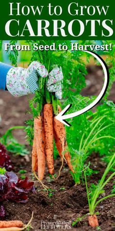 Carrot Seedlings, Grow Carrots, Plantarea Legumelor, Sweet Carrots, How To Plant Carrots, Homestead Gardening, Carrot Gardening, Growing Carrots, Daucus Carota