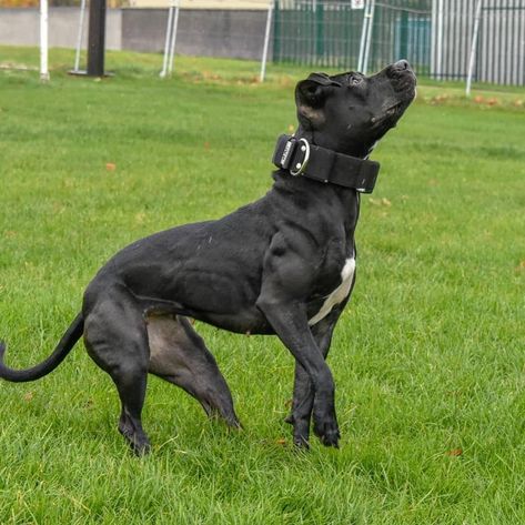 Black American Pitbull Terrier, Apbt Dog, Conditioned Dogs, Black Chyna, Black Pitbull, Working Dogs Breeds, Fit Dogs, Bully Breeds Dogs, Dog Conditioner