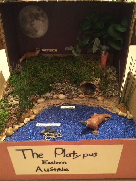 Platypus in its natural habitat diorama - Grade 6 Biodiversity Project Australia Diorama, Platypus Habitat, Wildlife Projects, Gravity Lessons, Habitat Diorama, Biodiversity Project, Duck Billed Platypus, Science Area, Habitats Projects