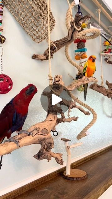 Jessa Lin on Instagram: "Update: It’s been a few months since we’ve built it and they love the bird wall now!! I’ve added some wheat grass and some more perches!!! It’s endless foraging fun and highly modifiable! I’ll have to make a tutorial soon!   #parrots #parrotcare #birdwall #pets #petparrots #exoticpets #ikeahack #diy" Parrot Perch Ideas, Wall Mounted Bird Perch, Parrot Cages Ideas, Diy Parrot Perch, Bird Play Gym Diy, Parrot Room Ideas, Diy Bird Perch, Indoor Bird Room Ideas, Bird Room Ideas